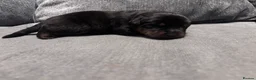 Rottweiler dogs for sale: ELITE KC REGISTERED GERMAN ROTTWEILER PUPPIES  - Advert 16