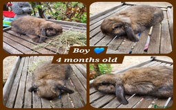 Mini Lion Lop rabbits for sale: Few mixed age boys, different types  - Image 2