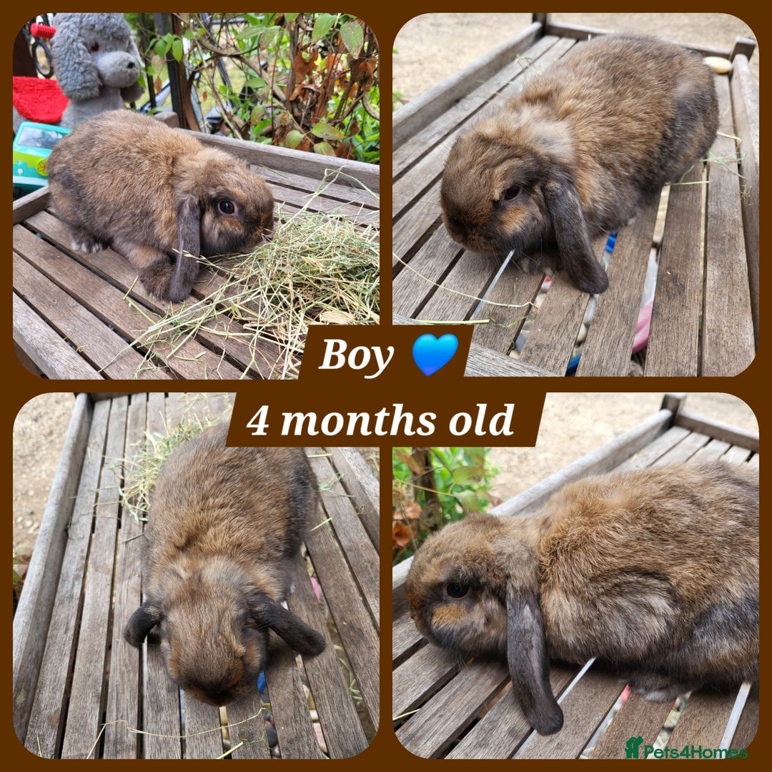 Mini Lion Lop rabbits for sale: Few mixed age boys, different types  - Image 2