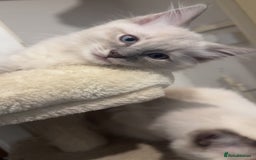 Ragdoll cats for sale: Blue ragdoll kittens - Image 2