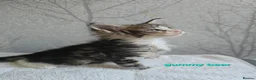 Maine Coon cats for sale: Beautiful Maine Coon Kittens  - Advert 13
