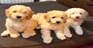 Cockapoo dogs - Advert 15