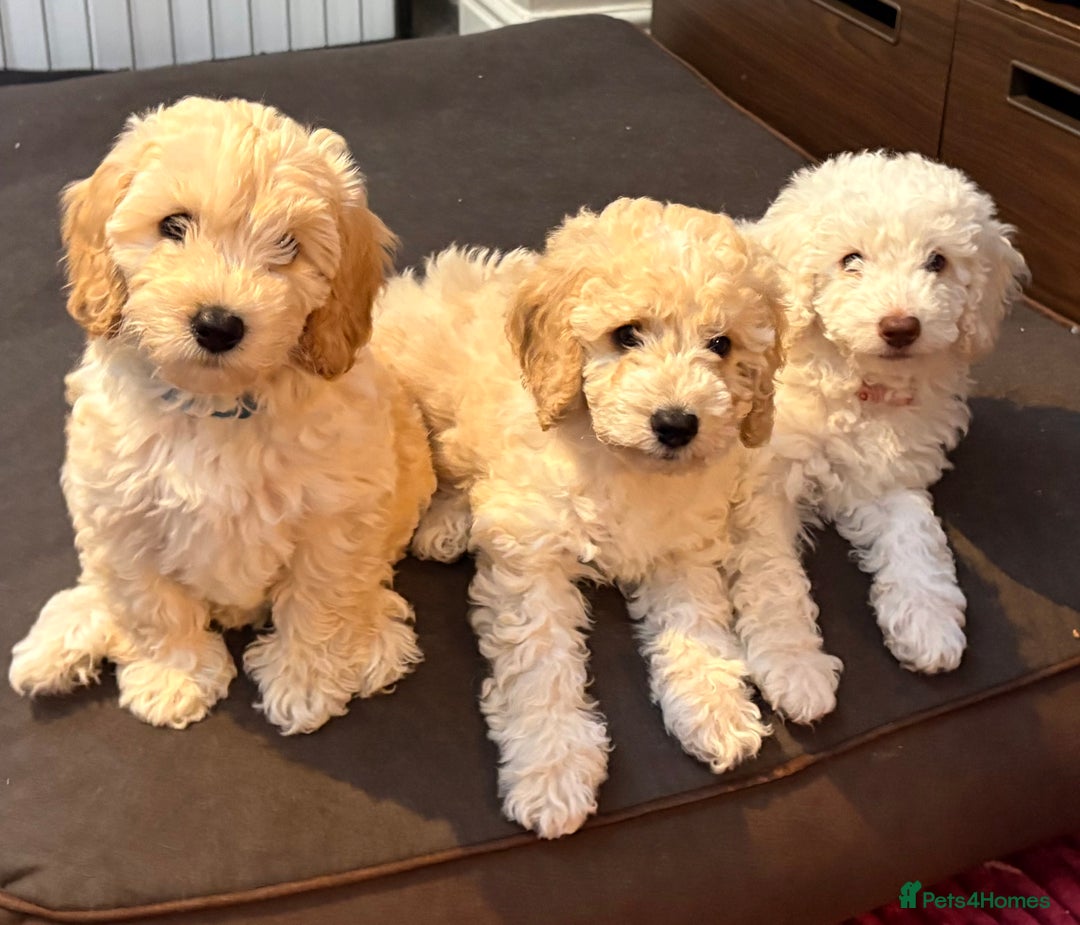 Cockapoo dogs for sale: *READY NOW* Beautiful F1b Cockapoo Puppies - Image 5