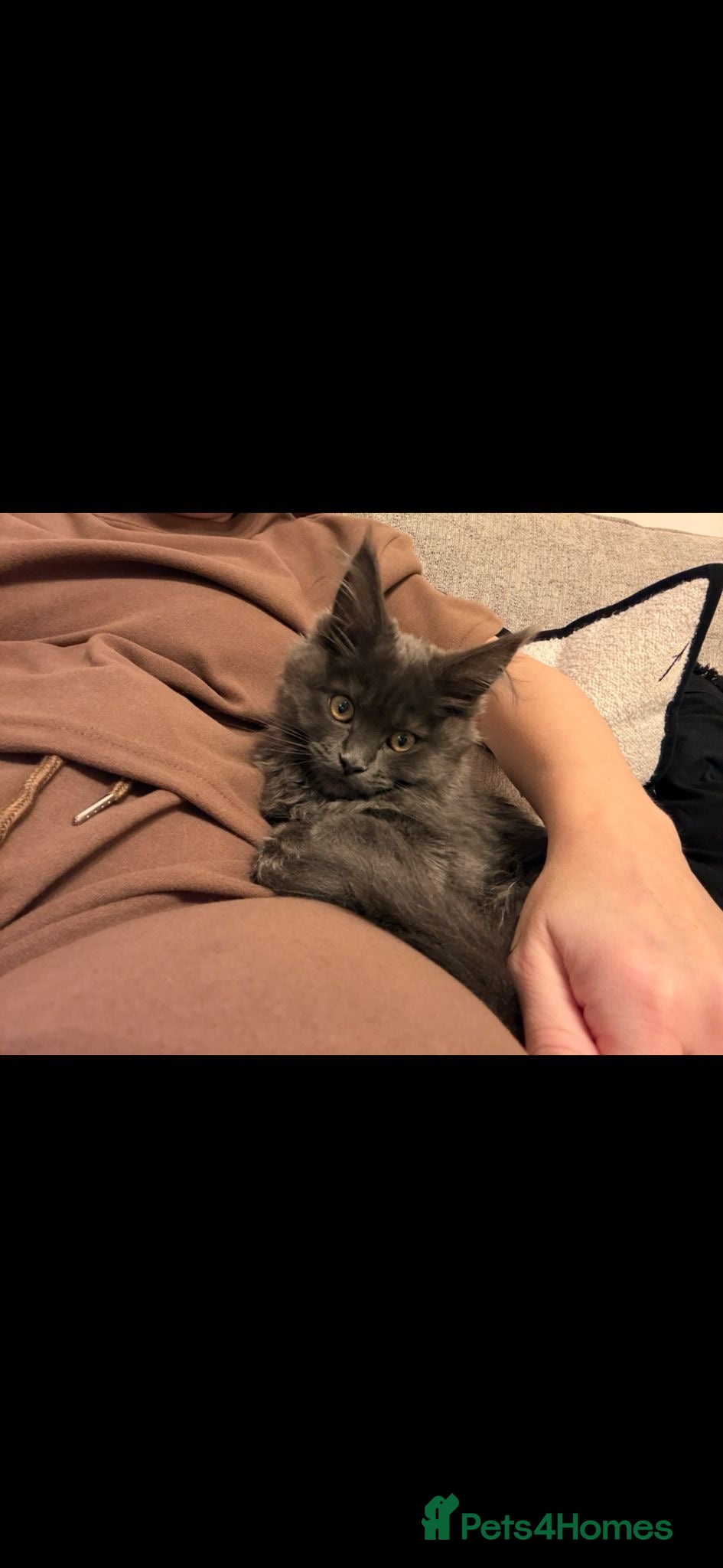 Maine Coon cats 6 month old main coon kitten - Advert 8