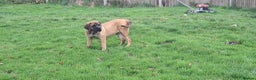 Mastiff dogs for sale: KC registered English Mastiff girls  - Advert 8