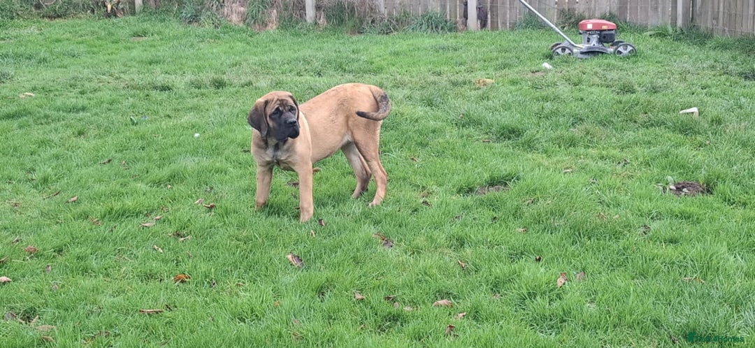 Mastiff dogs for sale: KC registered English Mastiff girls  - Advert 8