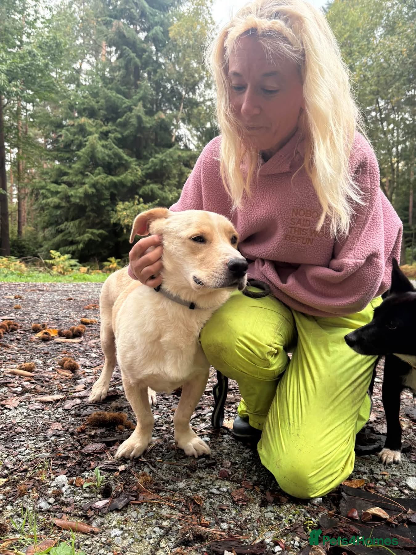 Mixed Breed dogs Harvey -Norwich Norfolk  - Advert 5