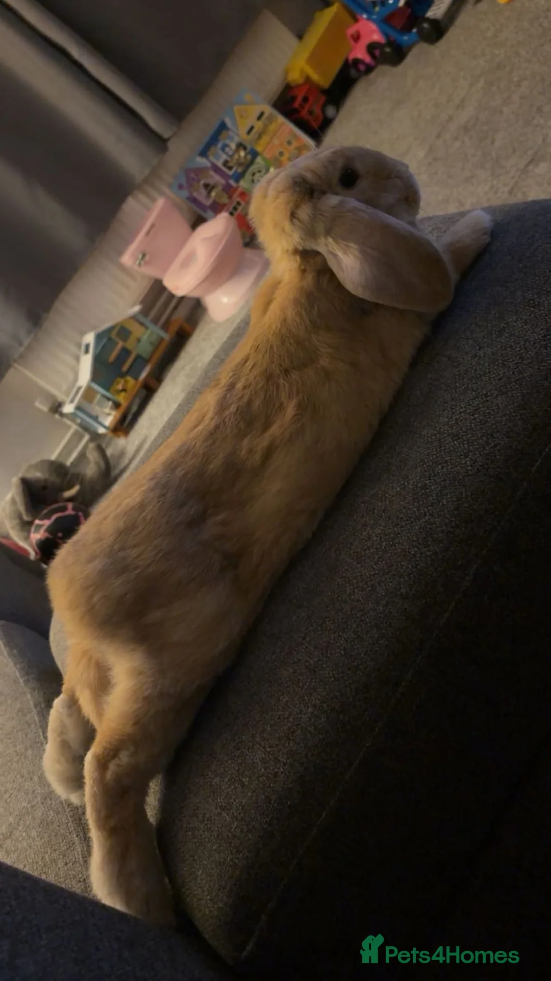 Mixed Breed rabbits for sale: 7 month old indoor male rabbit Thor in Hemel Hempstead - Advert 2