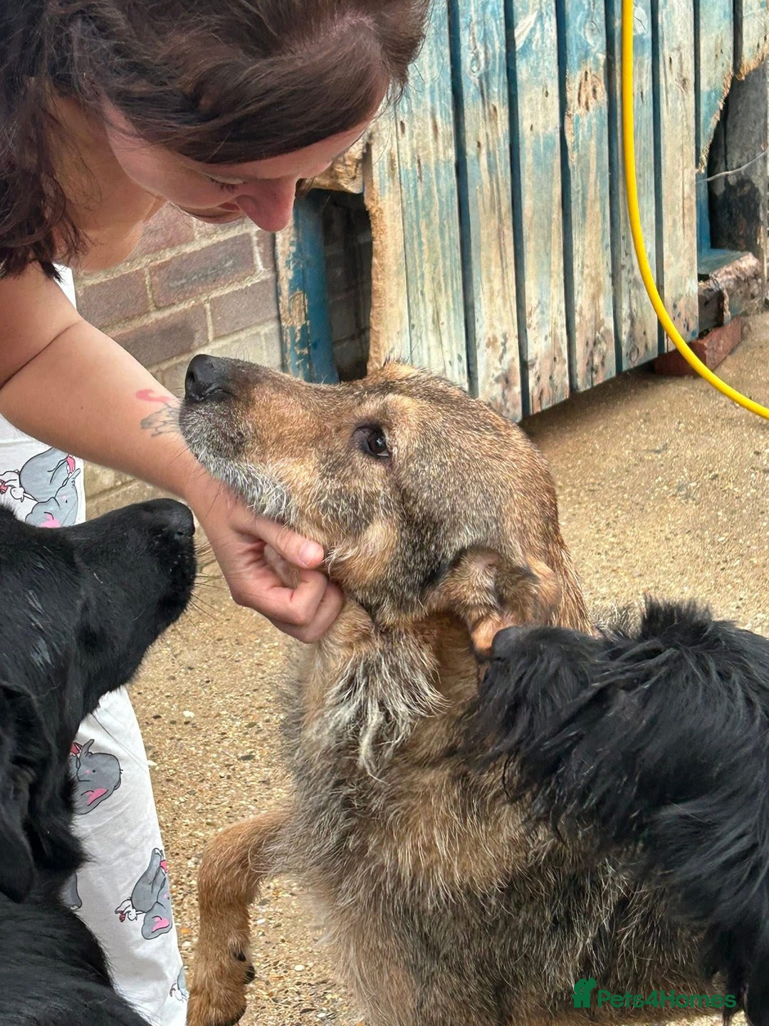 Mixed Breed dogs for adoption: Dana (2) Norwich Norfolk  - Image 14