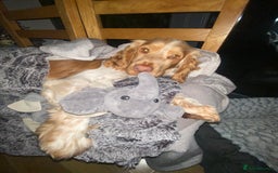Cocker Spaniel dogs for stud: KC Reg Show Cocker Spaniel- Extensively DNA tested in Warrington - Image 9