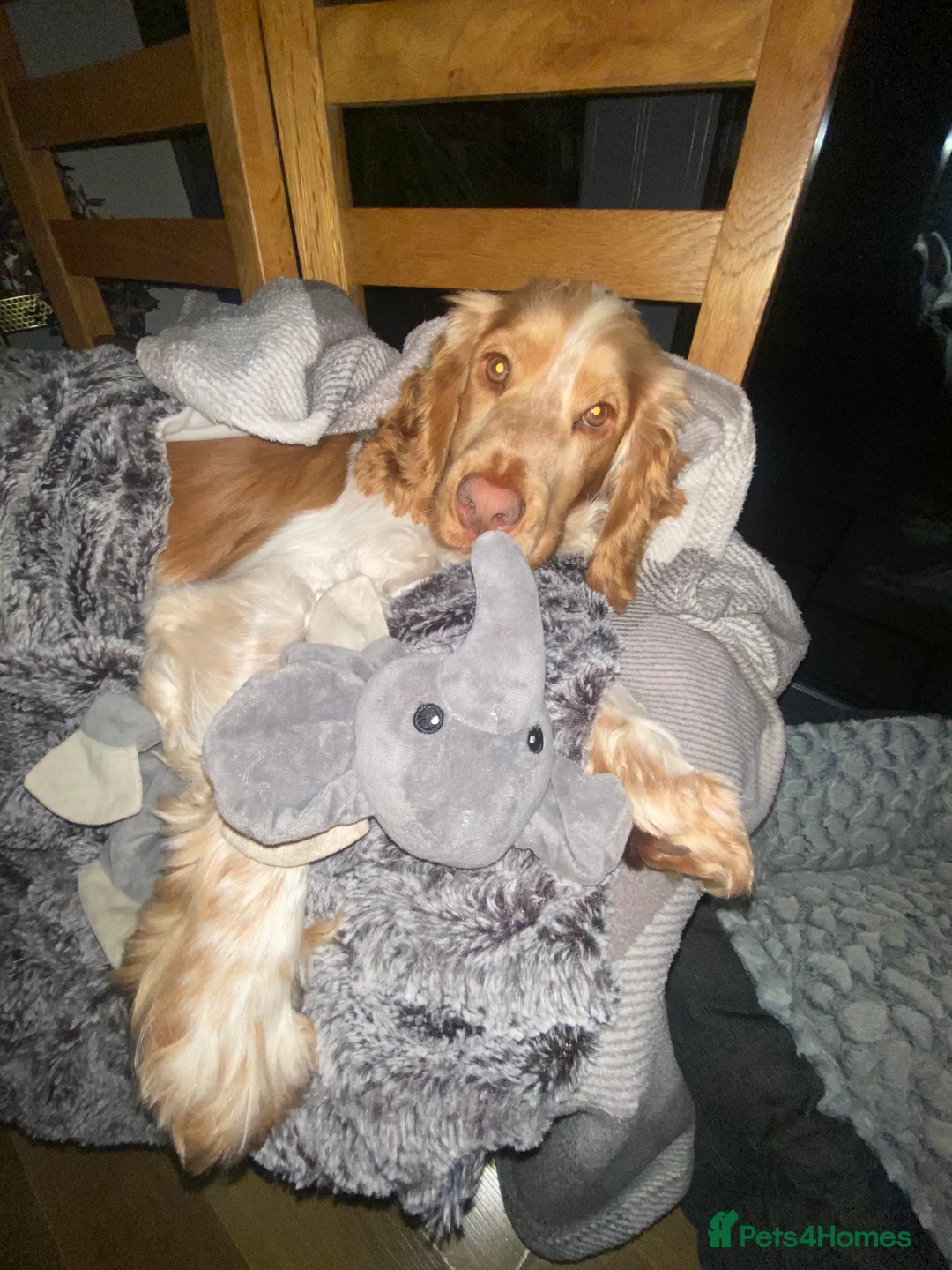 Cocker Spaniel dogs for stud: KC Reg Show Cocker Spaniel- Extensively DNA tested in Warrington - Advert 13