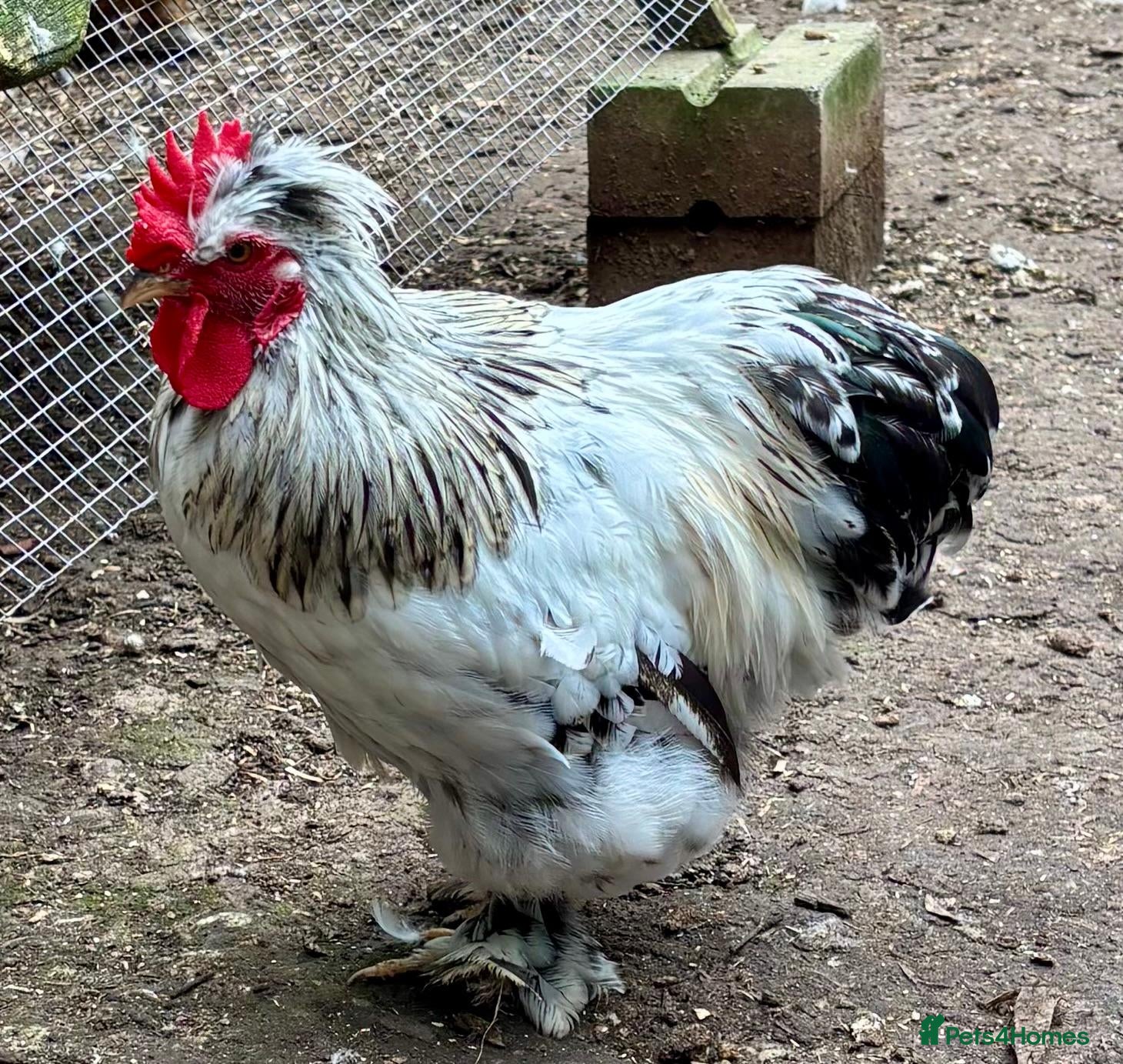 Chickens poultry 3 Little Pekin x boys - Advert 1