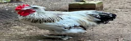 Chickens poultry for sale: 3 Little Pekin x boys - Advert 1