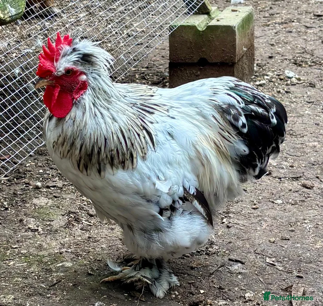 Chickens poultry for sale: 3 Little Pekin x boys - Advert 1