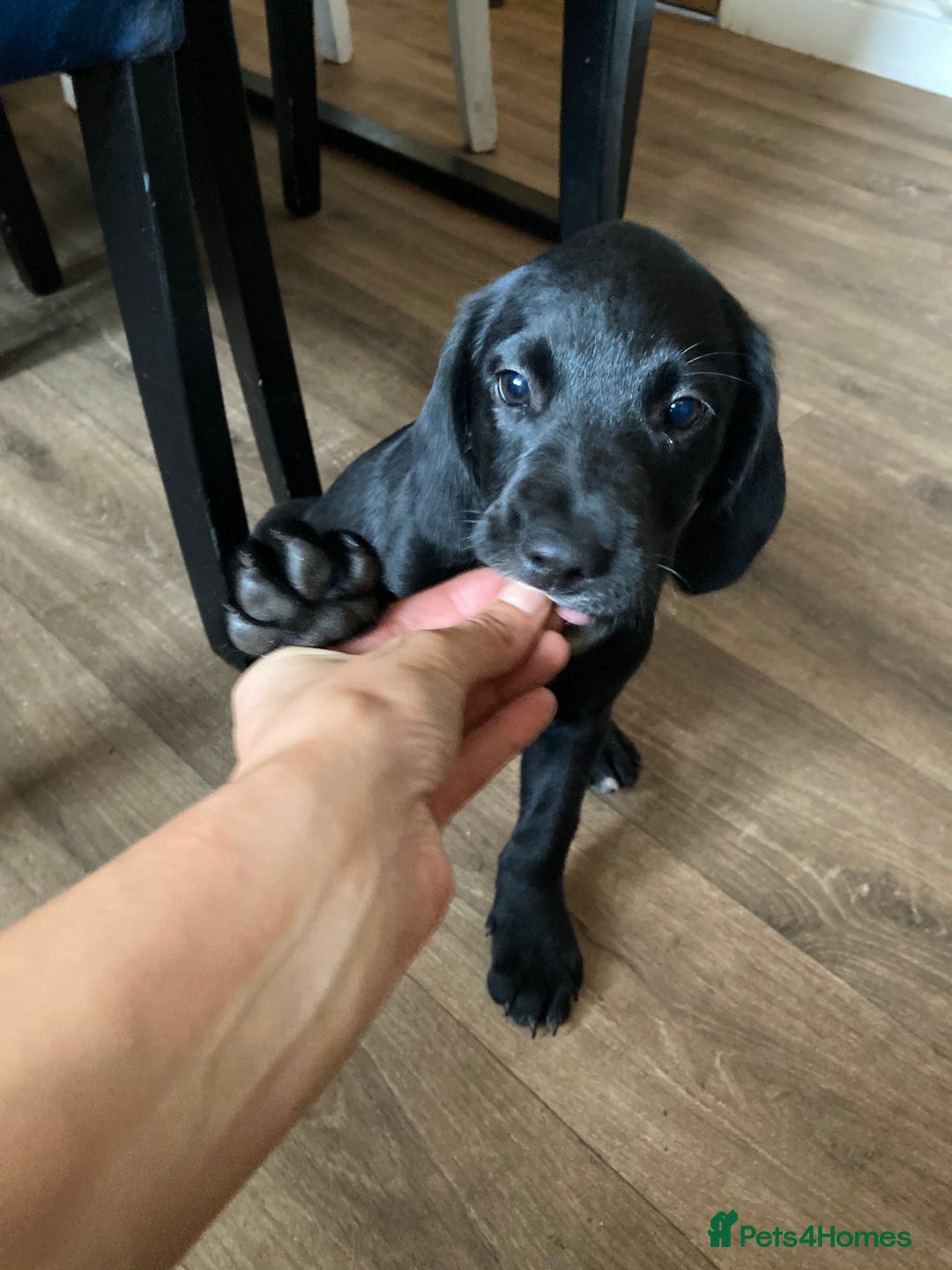 Springador dogs for sale: Springador last dog pup left  - Image 1