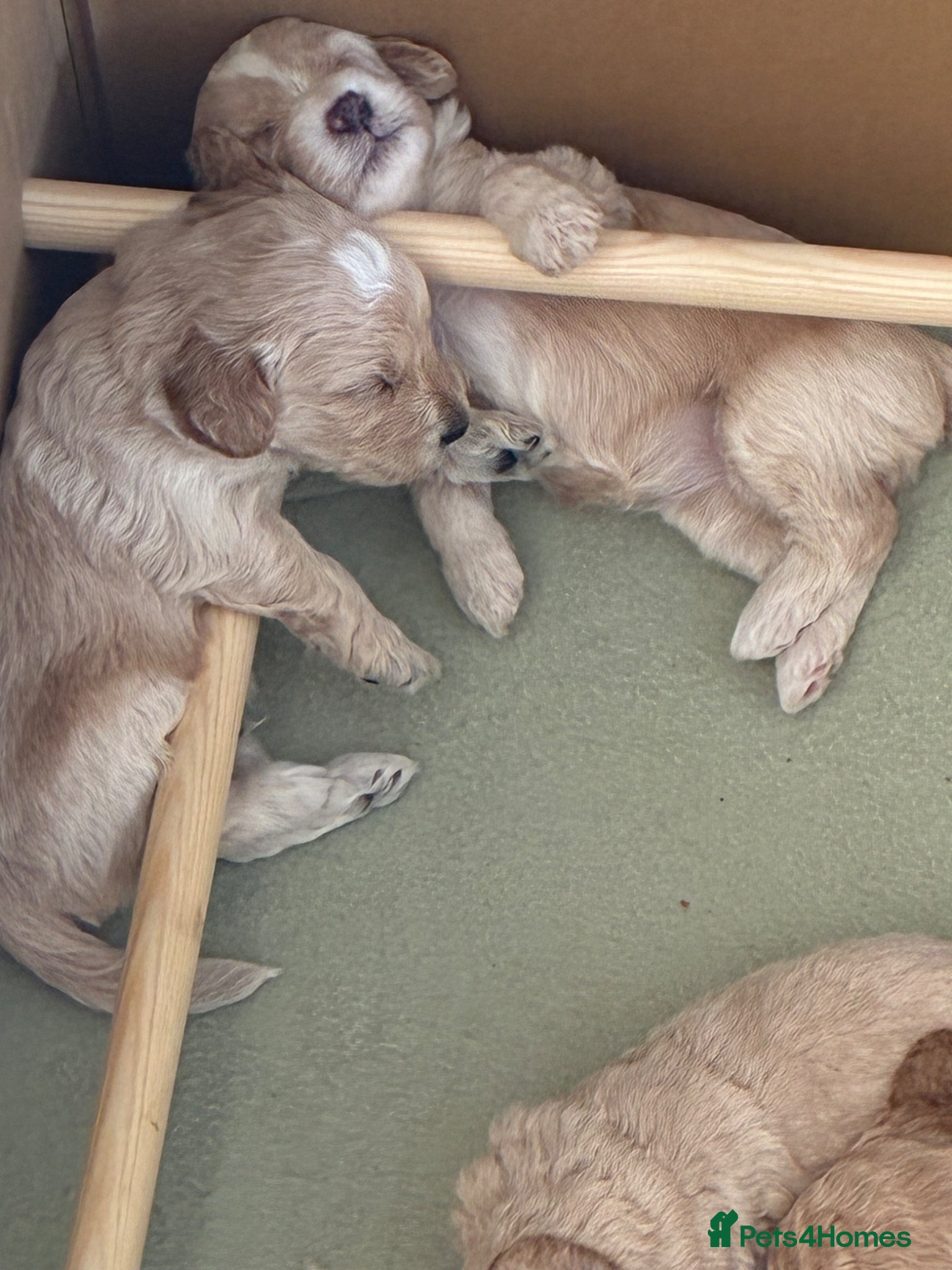 Cockapoo dogs for sale: F1B Cockapoos  - Advert 8