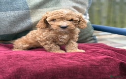 Cockapoo dogs for sale: F1 Cockapoo's - Image 30