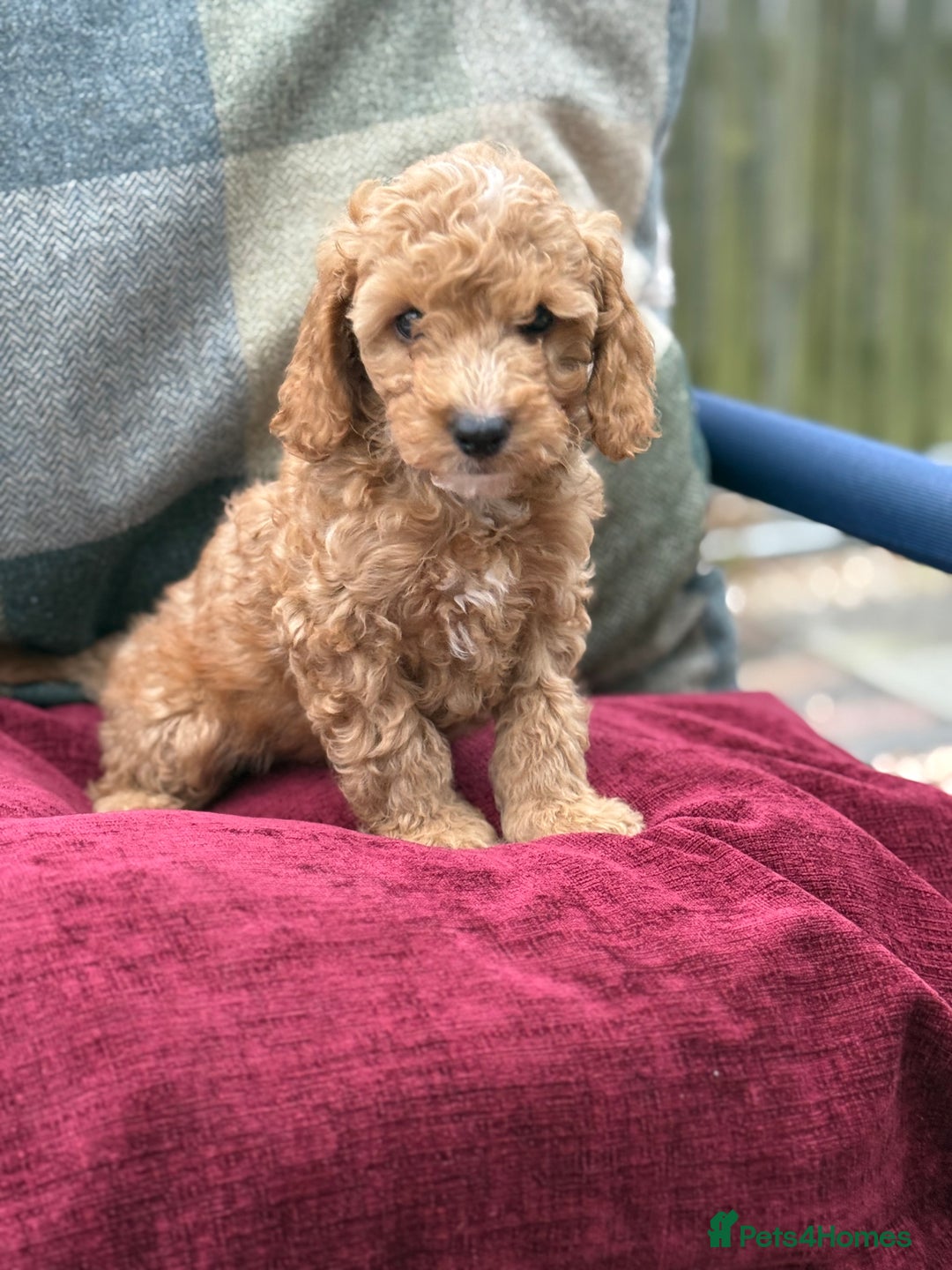 Cockapoo dogs for sale: F1 Cockapoo's - Image 30