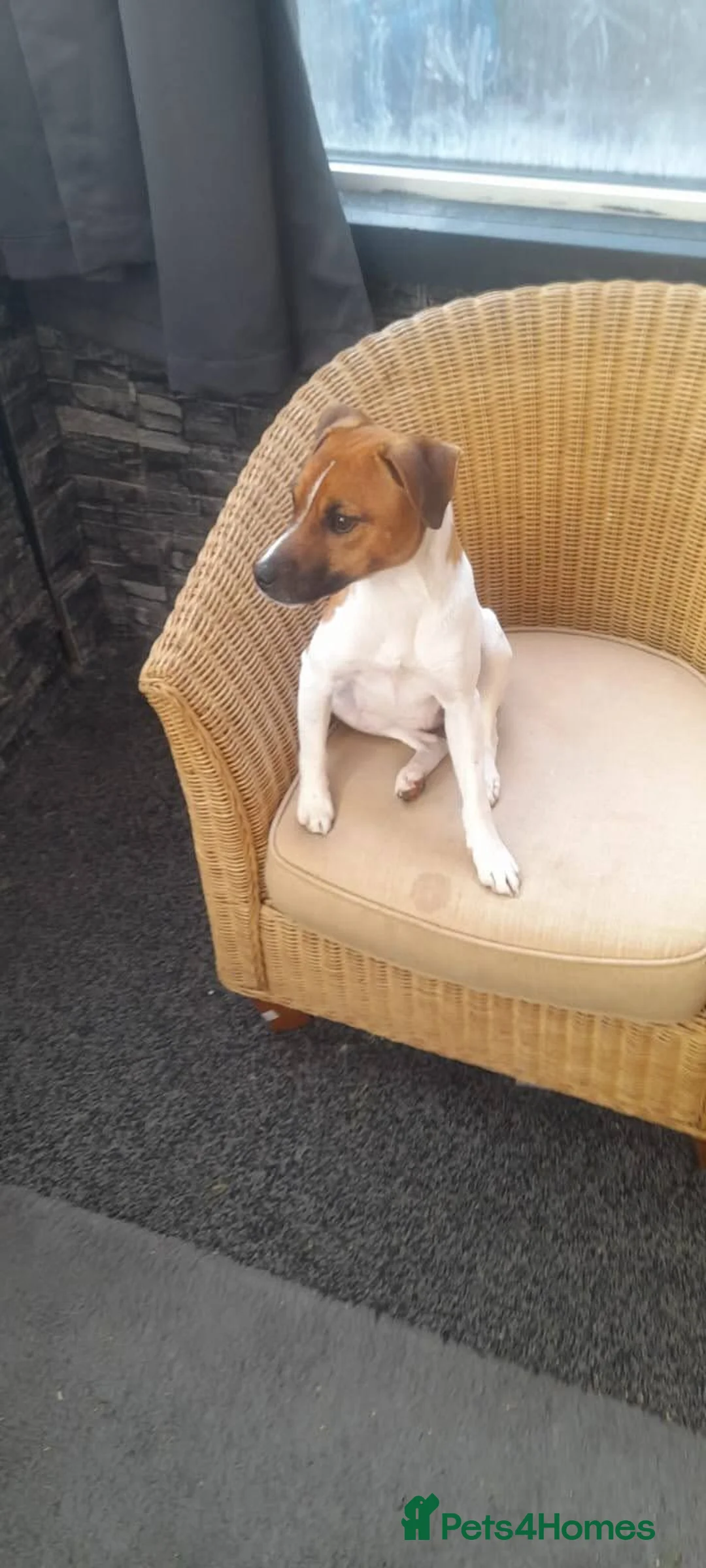 Plummer Terrier dogs for sale: Plummer terrier pups - Advert 1