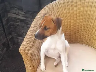 Plummer Terrier dogs Plummer terrier pups - Advert 4