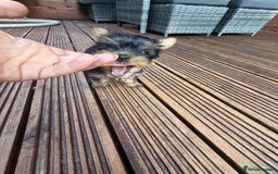 Yorkshire Terrier dogs for sale: Cute  Yorkshire terriers  - Image 4