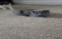 Scottish Fold cats for sale: Scottish fold kittens  - Image 4