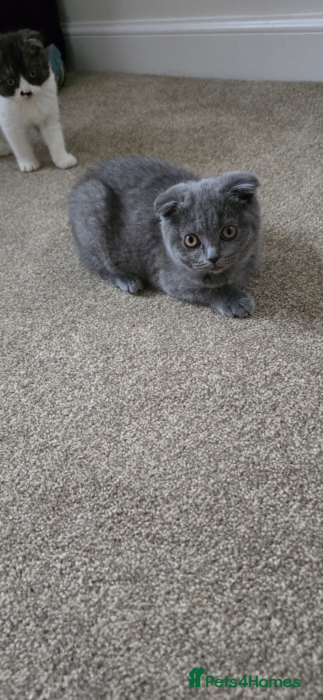 Scottish Fold cats for sale: Scottish fold kittens  - Image 4
