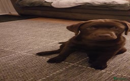 Labrador Retriever dogs for sale: BEAUTIFUL CHOCOLATE GIRL - Image 2