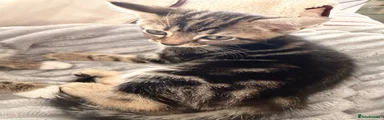 Egyptian Mau 2
