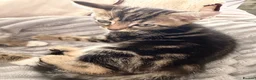 Egyptian Mau cats for sale: 1 Beautiful Male kittens - Advert 4