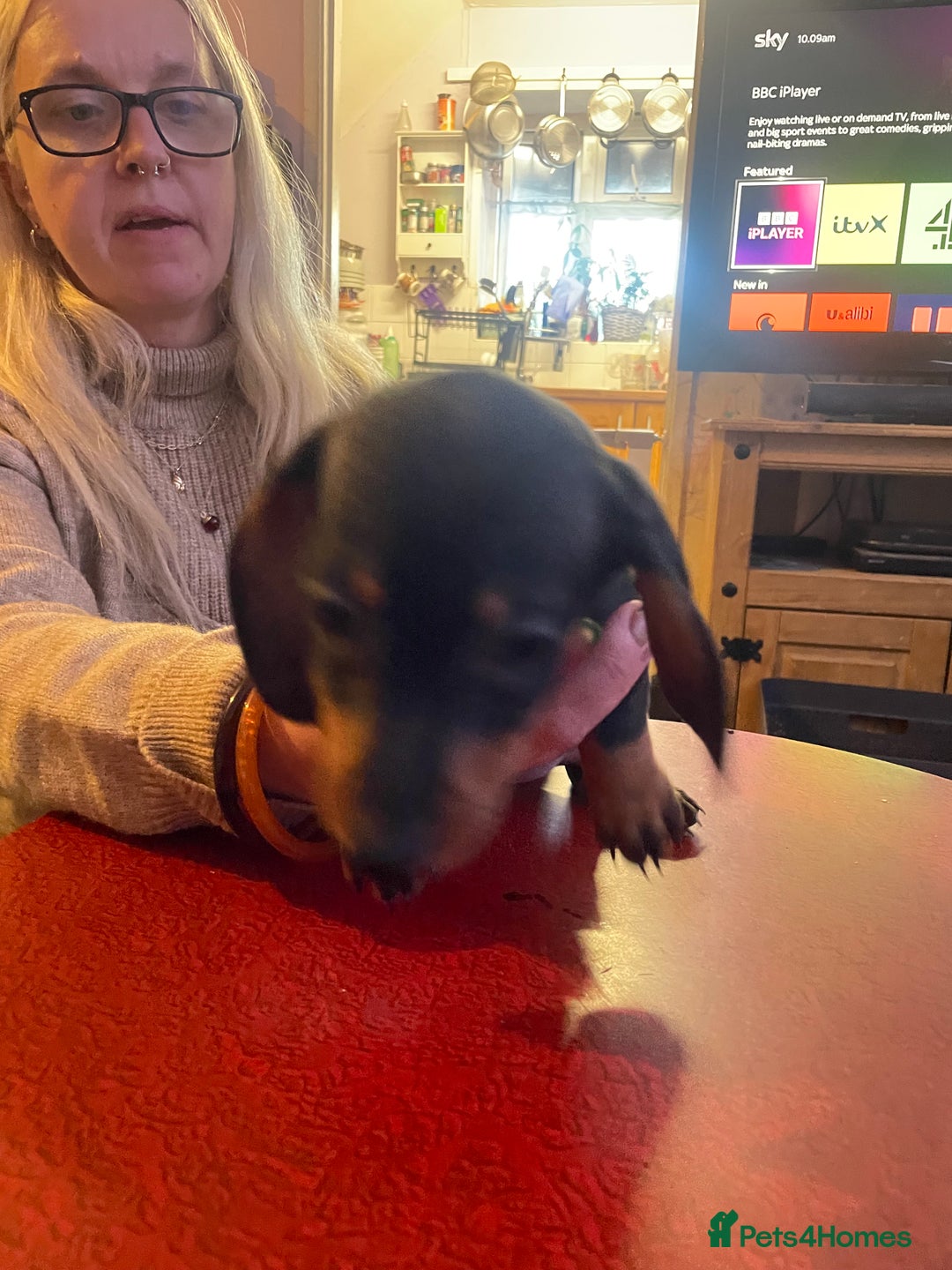 Dachshund dogs for sale: Beautiful dachshund puppies ready now - Image 19