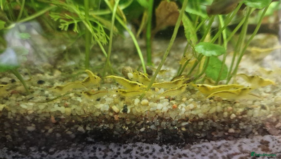 Shrimps fish for sale: 🔥RED, BLUE & YELLOW SHRIMP 🦐 + a free plant 🍃 - Image 13
