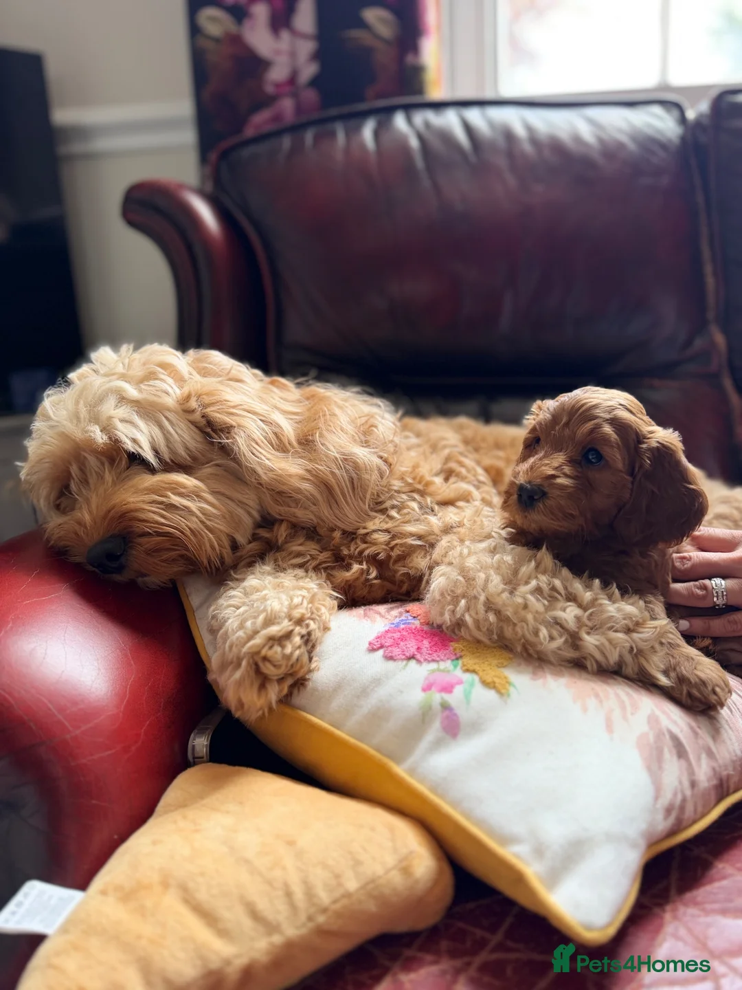 Cockapoo dogs for sale: Gorgeous F1B Tan Boy  - Advert 1