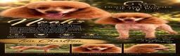 Cavapoo dogs for sale: 💖Stunning Cavapoo Puppies READY NOW💖 - Advert 11