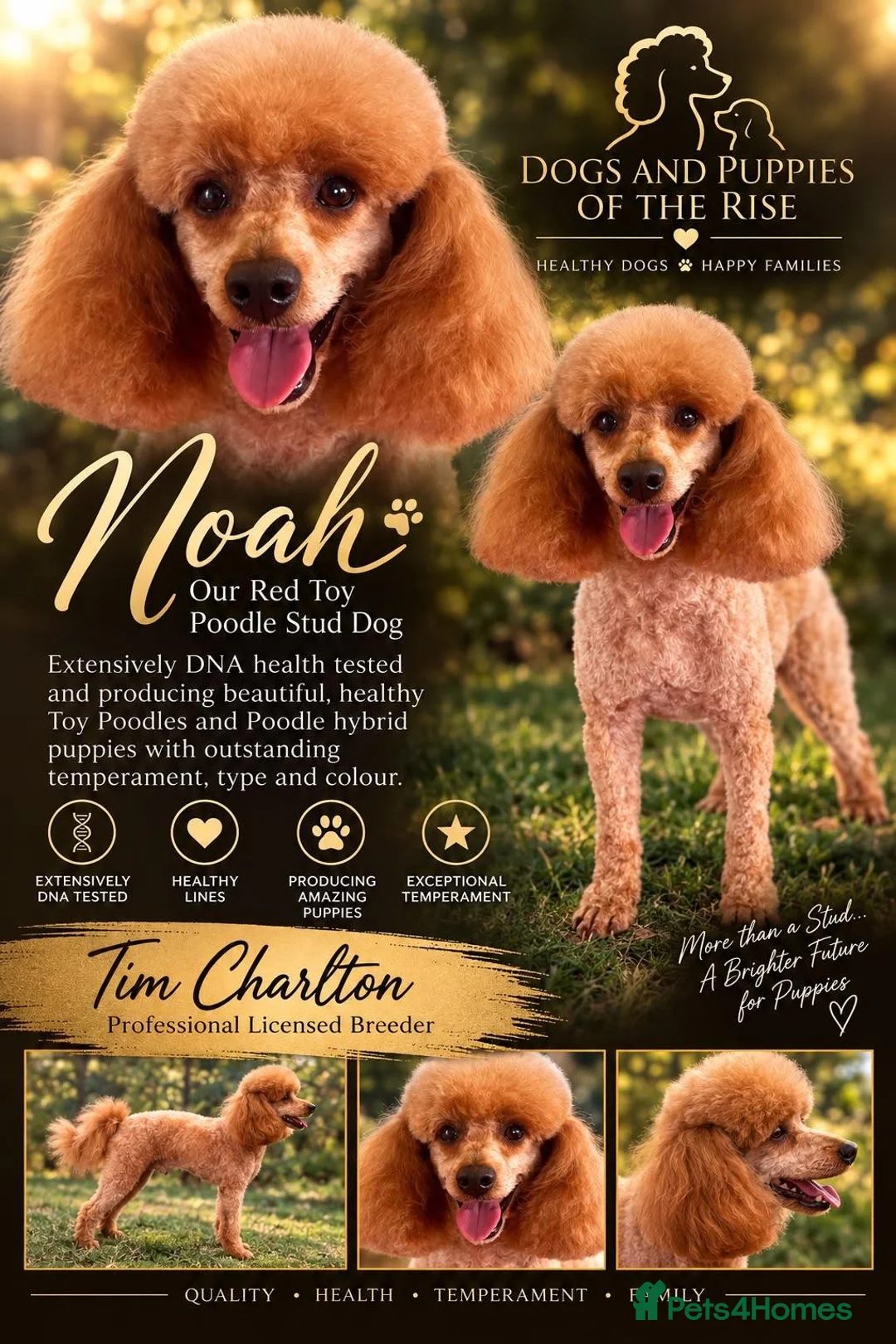 Cavapoo dogs for sale: 💖Stunning Cavapoo Puppies READY NOW💖 - Advert 11