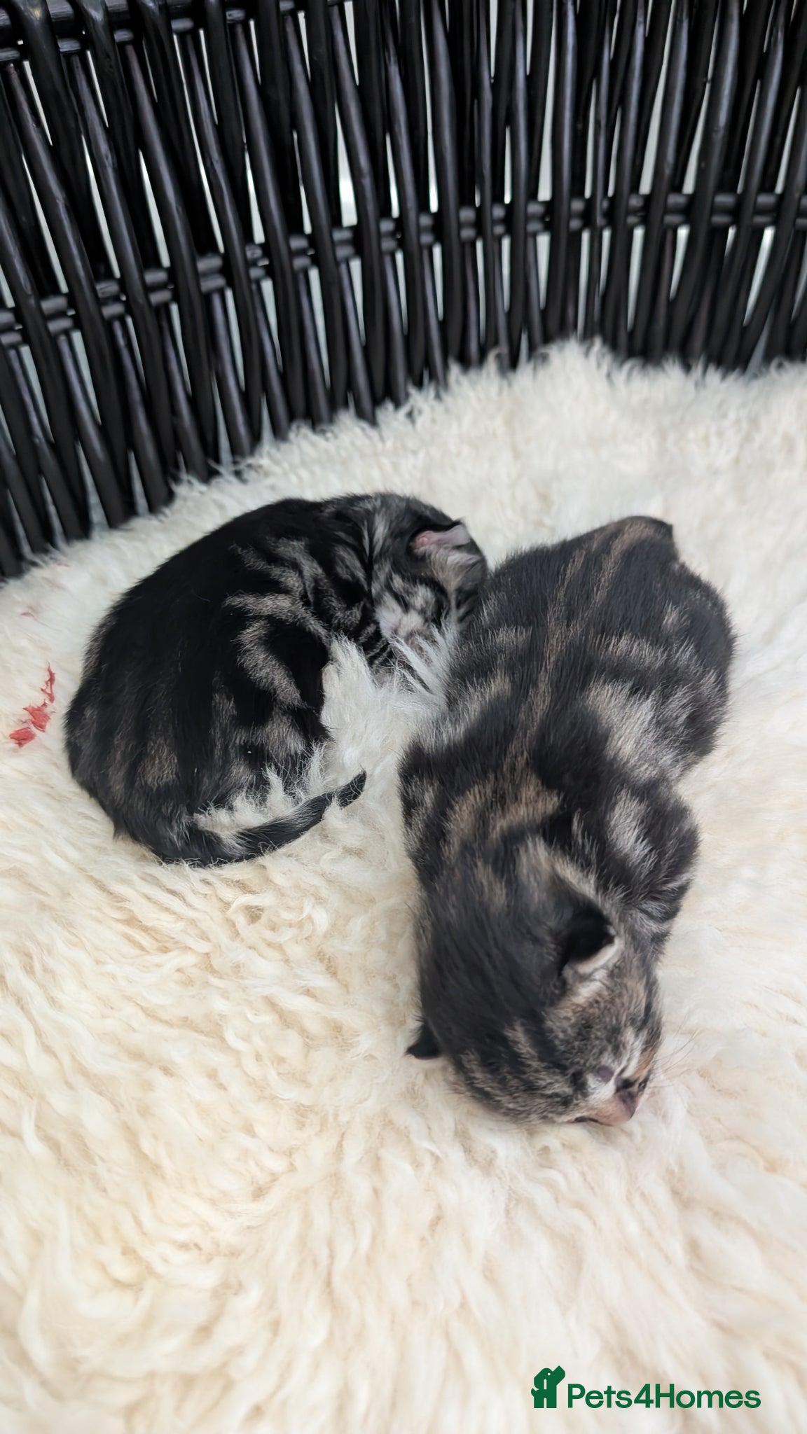 Mixed Breed cats for sale: Playful girl - Advert 6