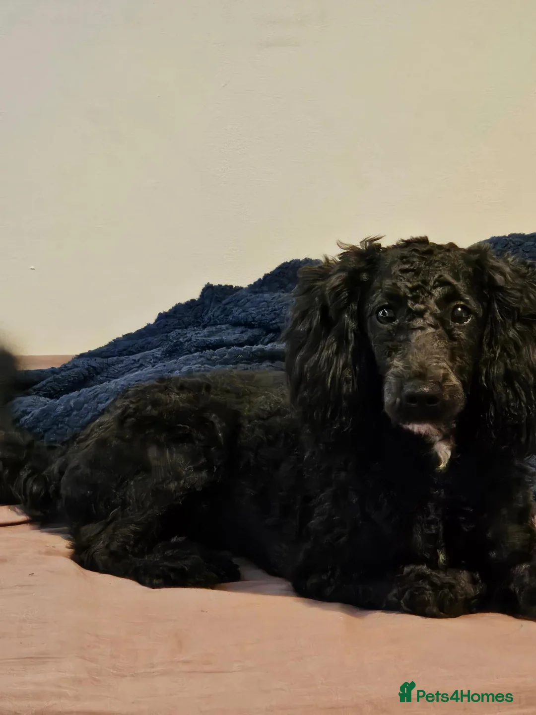 Miniature Poodle dogs for sale: Adorable Dotty miniature poodle in Boston - Advert 2