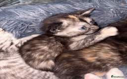 Mixed Breed cats for sale: (NEED HOMES) Beautiful kittens white/ginger - Image 11