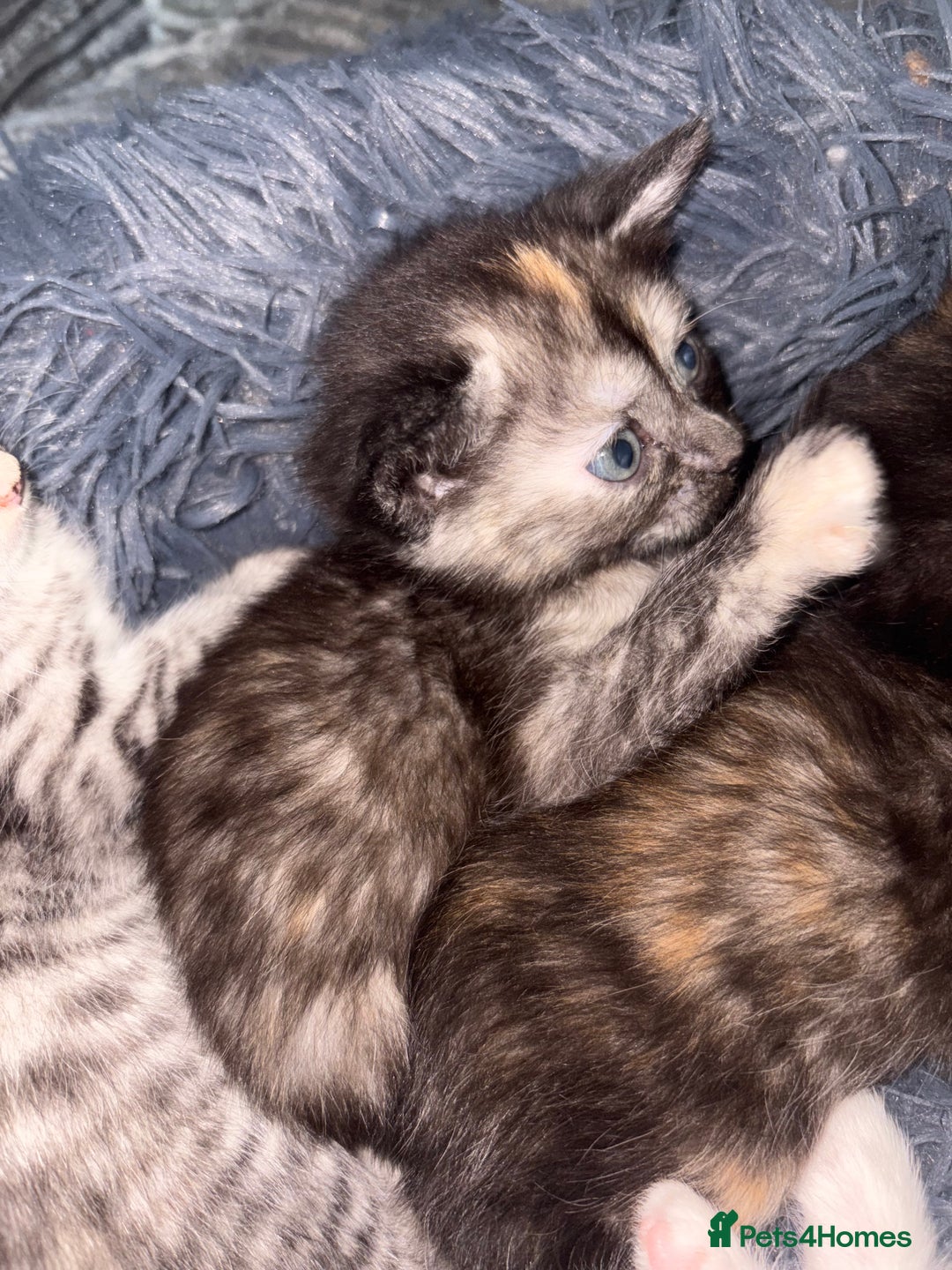 Mixed Breed cats for sale: (NEED HOMES) Beautiful kittens white/ginger - Image 11