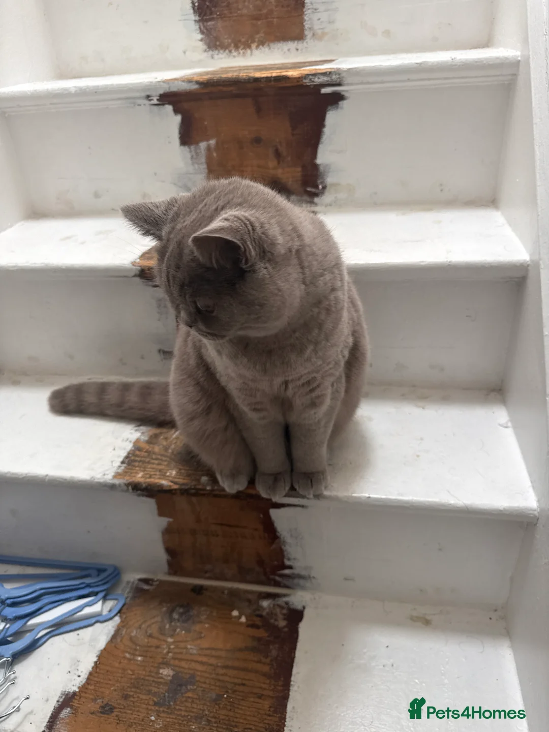 British Shorthair cats for sale: lilac british short hair - Advert 3