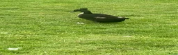 Ducks poultry for sale: Crested Cayuga females x 3  - Advert 5