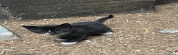 Mixed Breed cats for sale: Beautiful kittens, boys and girls  - Advert 5