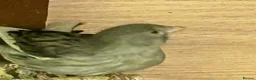 Canaries birds for sale: Canary - Advert 3
