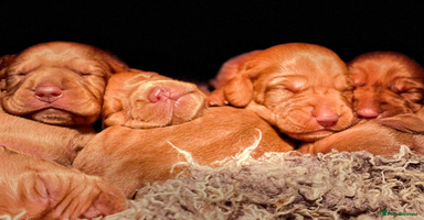 Hungarian Vizsla dogs - Advert 5