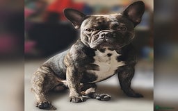 French Bulldog dogs for sale: Ozzy  - Image 2