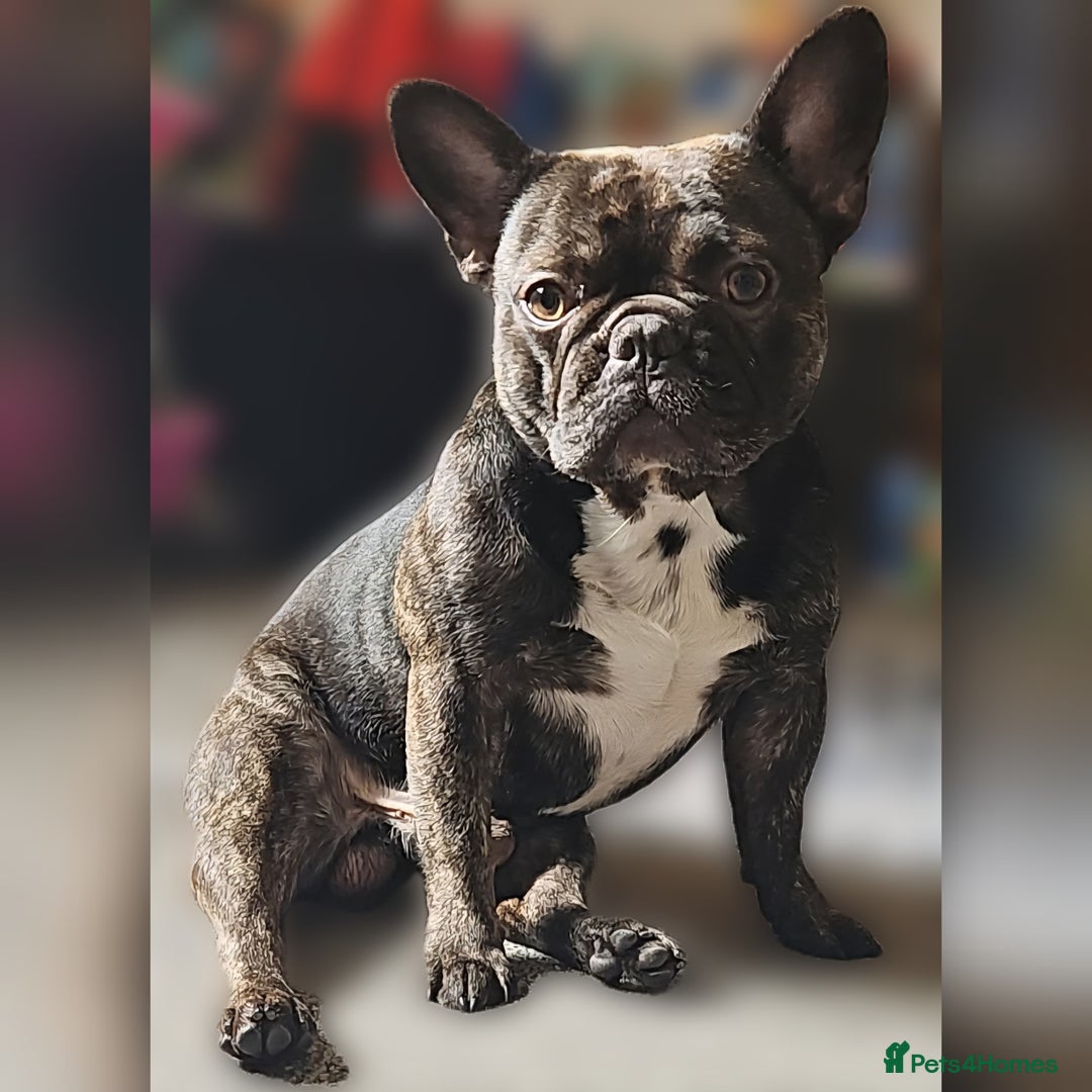 French Bulldog dogs for sale: Ozzy  - Image 2