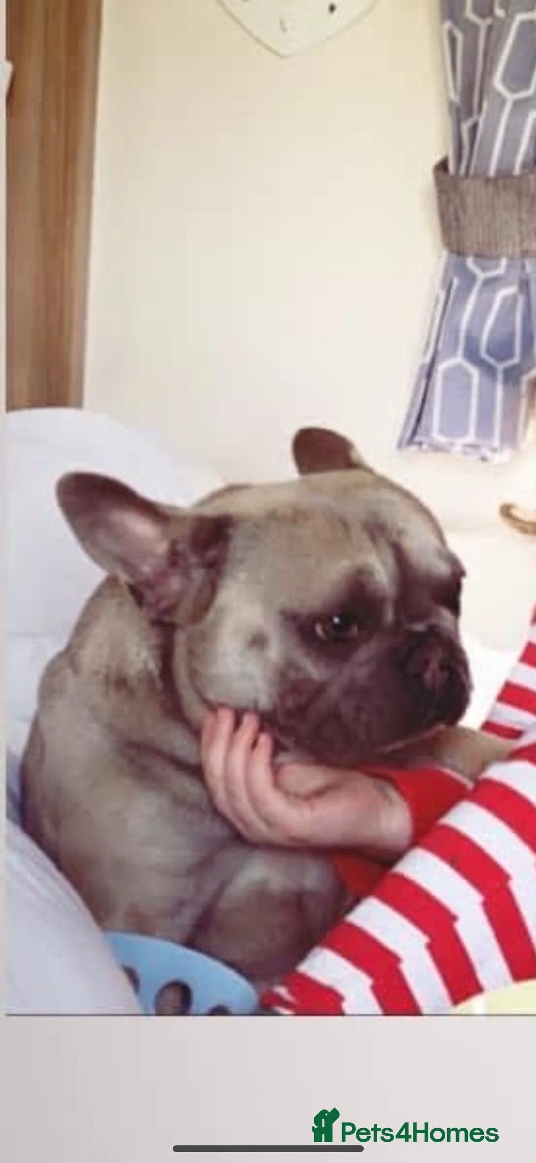 French Bulldog dogs for sale: FEMALE French Bulldog for rehoming - Advert 2