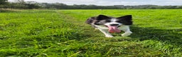 Border Collie dogs for sale: Border Collie for rehoming  - Advert 5