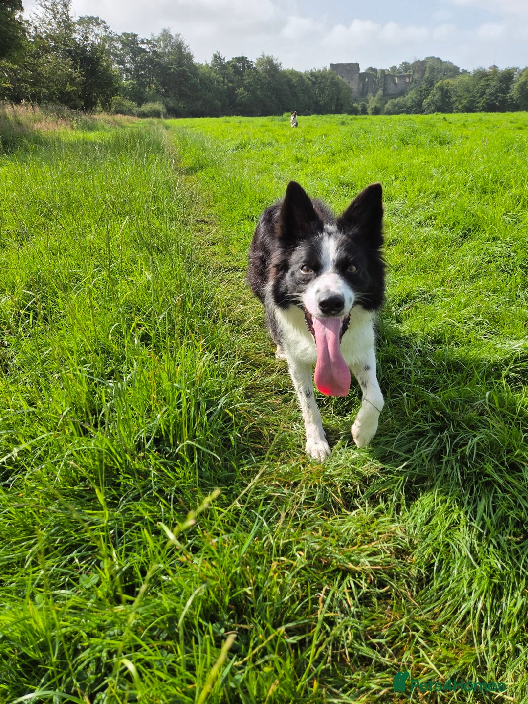 Border Collie dogs for sale: Border Collie for rehoming  - Advert 5