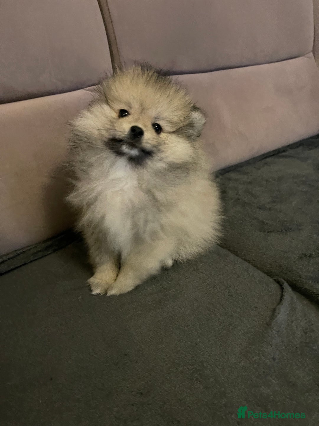 Pomeranian dogs for sale: Pomeranian Puppies – Ready Now - Advert 3